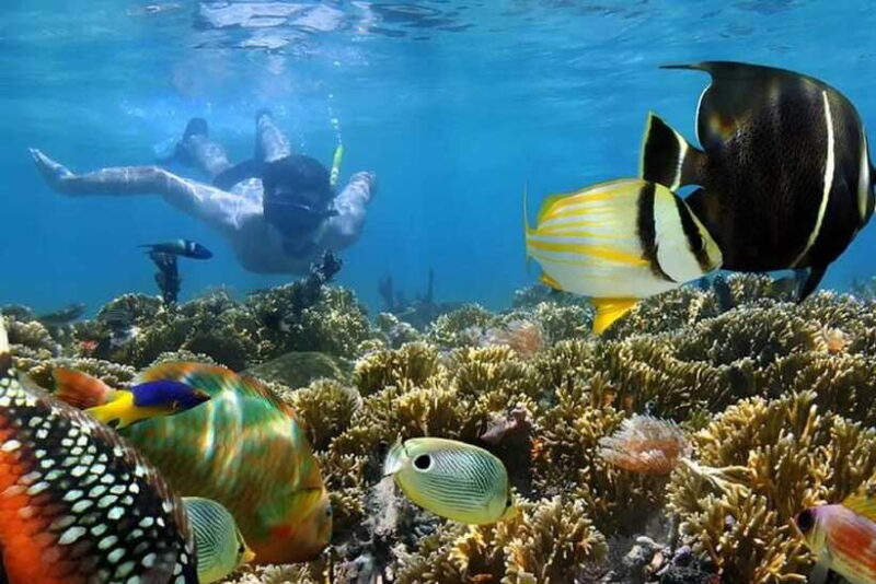 Nusa Dua: Tanjung Benoa Snorkeling Tour with Pickup Options - Final Thoughts: Is It Worth It?
