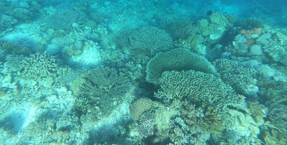 Nusa Penida: 4 Spot Snorkeling and Land Tour - Manta Ray Encounter