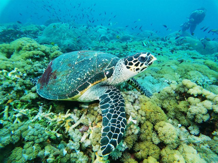 Nusa Penida: 4 Spot Snorkeling and Land Tour - Kelingking Beach