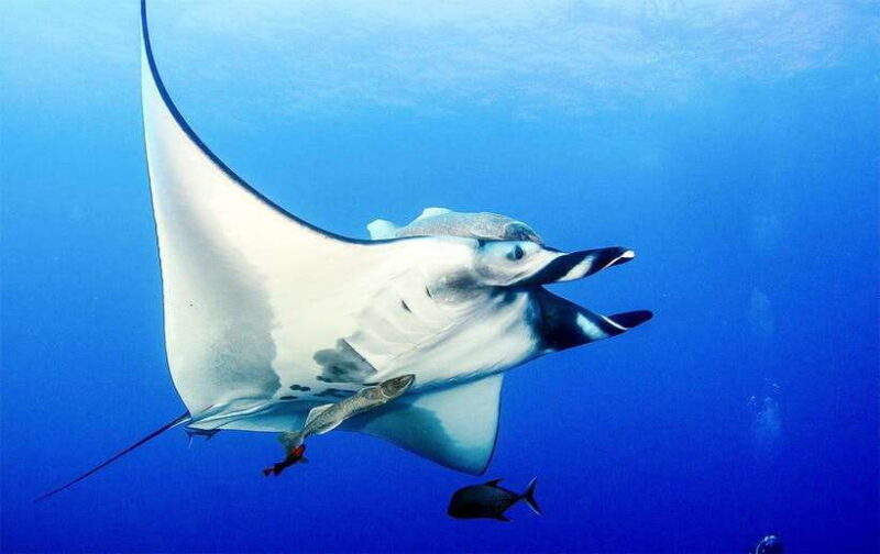 Nusa Penida Afternoon Private Manta Safari Snorkeling - An Introduction to the Tour