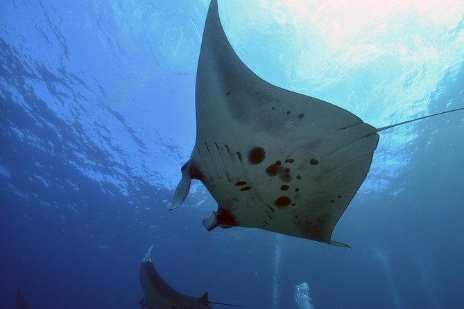 Nusa Penida Day Trip for 3 Dives - Inclusions in the Package