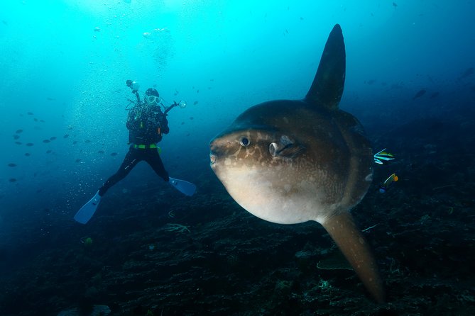 Nusa Penida Day Trip for 3 Dives - Restrictions and Requirements