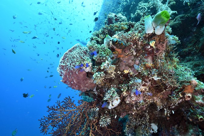 Nusa Penida Day Trip for 3 Dives - Pickup and Meeting Point