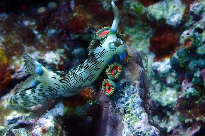 Nusa Penida Day Trip for 3 Dives - Brilliant Reefs and Big Pelagics