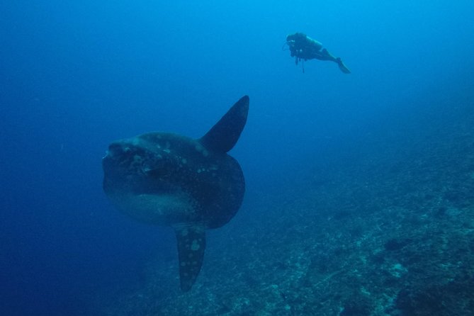 Nusa Penida Day Trip for 3 Dives - Manta Rays and Mola-Mola
