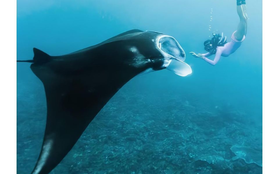 Nusa Penida: Full Day 4 Spot Snorkeling and West Land Tour - Transportation and Guide