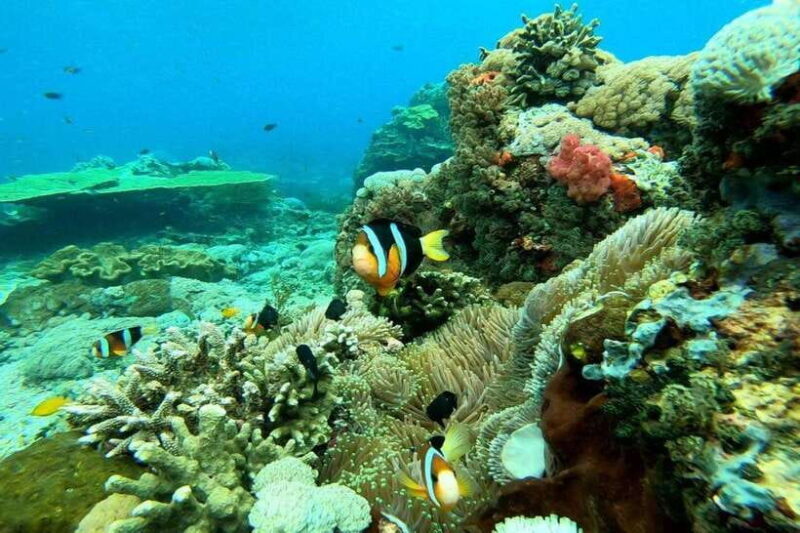 Nusa Penida: Full Day Private Snorkeling With Manta Ray - An Authentic Look at the Nusa Penida Snorkeling Tour