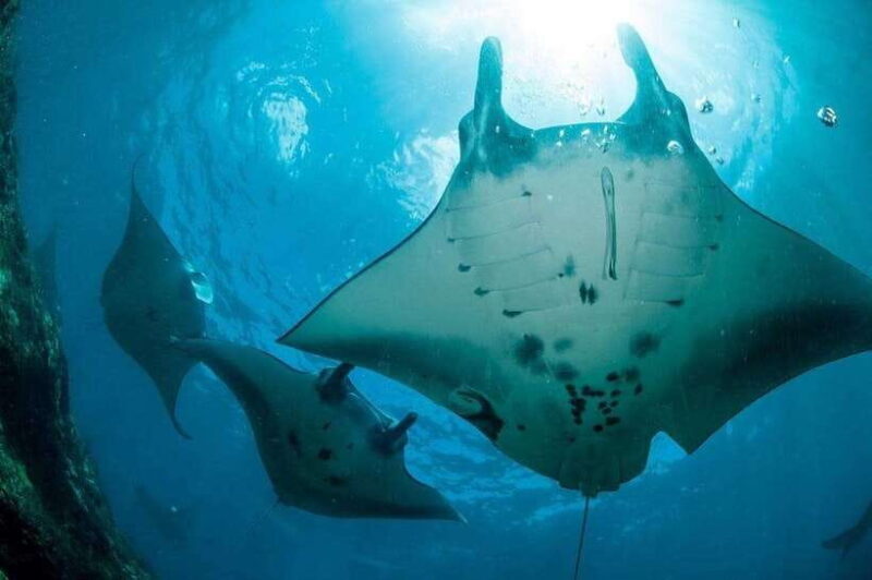 Nusa Penida: Full Day Private Snorkeling With Manta Ray - The Sum Up