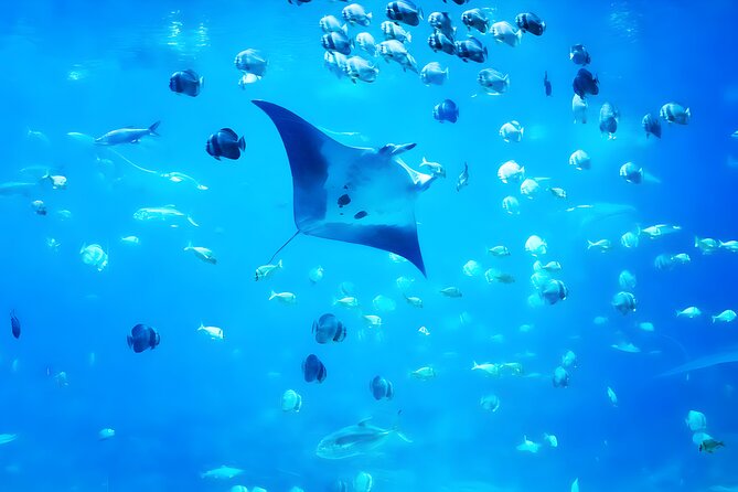 Nusa Penida Island Beach Tour With Snorkeling - Departure From Bali Island - Detailed Itinerary of the Tour