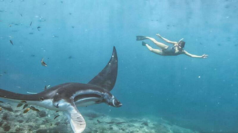 Nusa Penida Island: Manta Point Snorkeling & West Coast Tour - Who Is This Tour Best For?