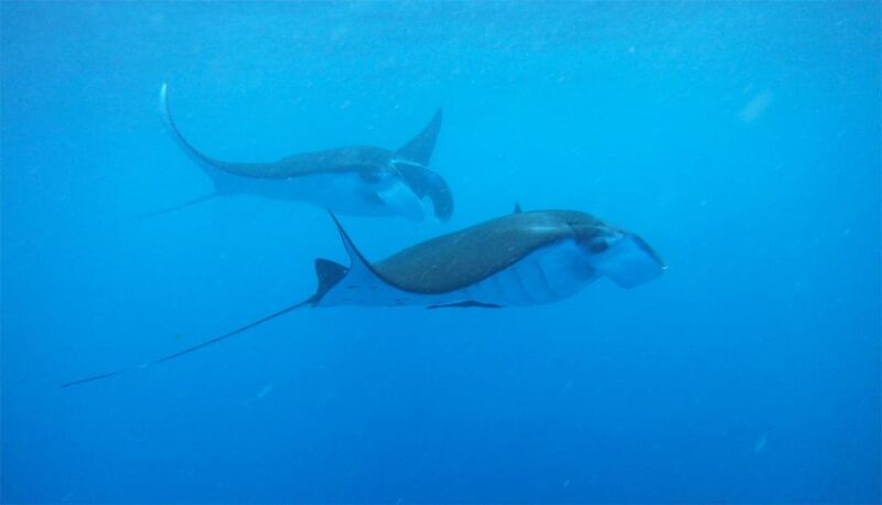 Nusa Penida: Manta Point Snorkeling Tour - Good To Know