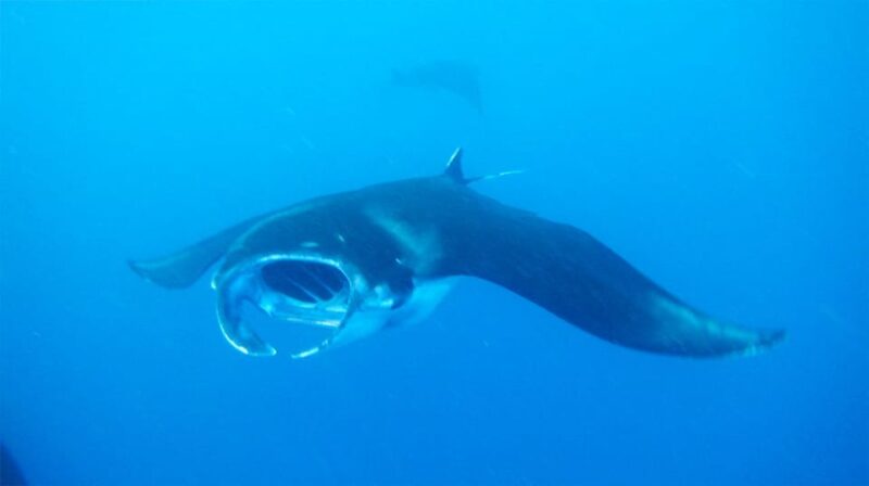 Nusa Penida: Manta Point Snorkeling Tour - Itinerary and Locations