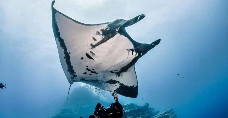 Nusa Penida: Manta Point Snorkeling Tour - Experience Highlights