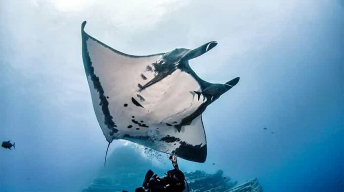 Nusa Penida: Manta Point Snorkeling Tour - Pickup Locations