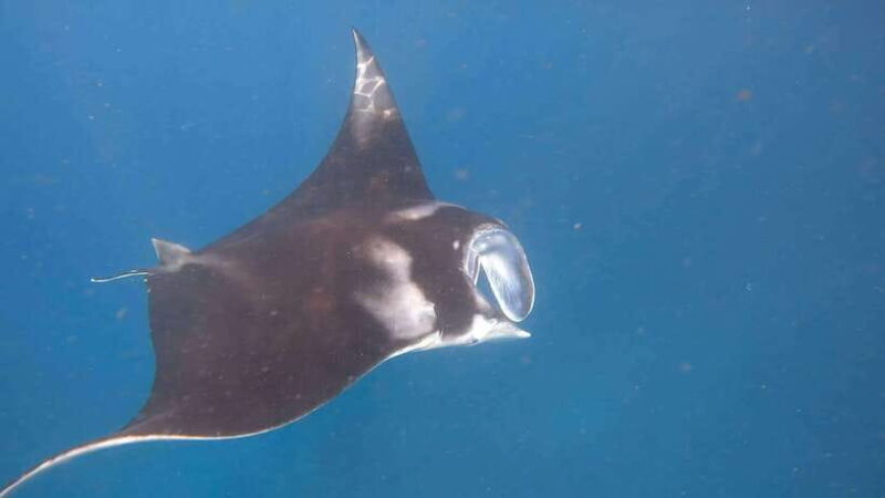 Nusa Penida: Private Snorkeling with Manta Ray and West Tour - The Value Proposition