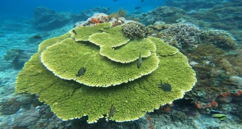 Nusa Penida Snorkeling Manta Bay With 4 Spots, Guide, Gopro - Customer Feedback and Considerations