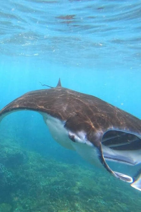 Nusa Penida Snorkeling Manta Bay With 4 Spots, Guide, Gopro - Frequently Asked Questions