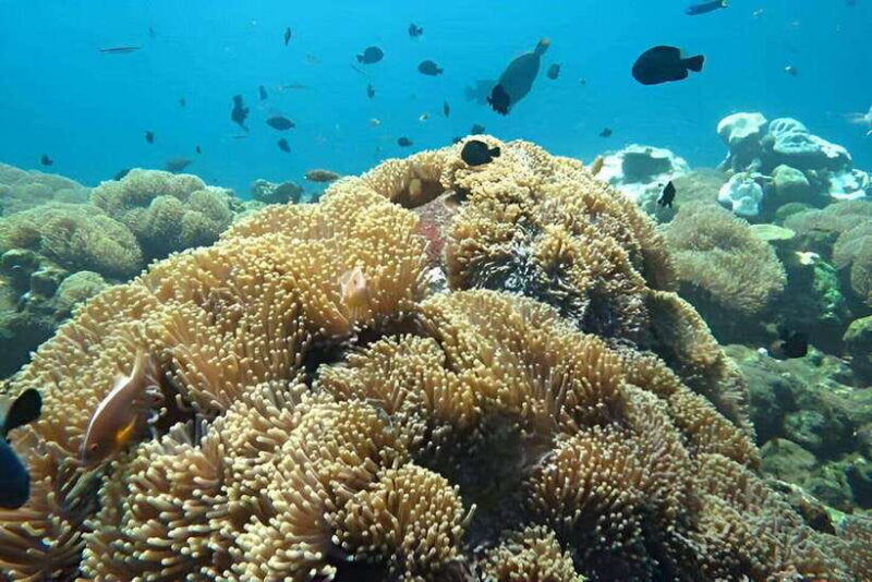 Nusa Penida: Snorkeling Tour with Transfers from Sanur - Key Points