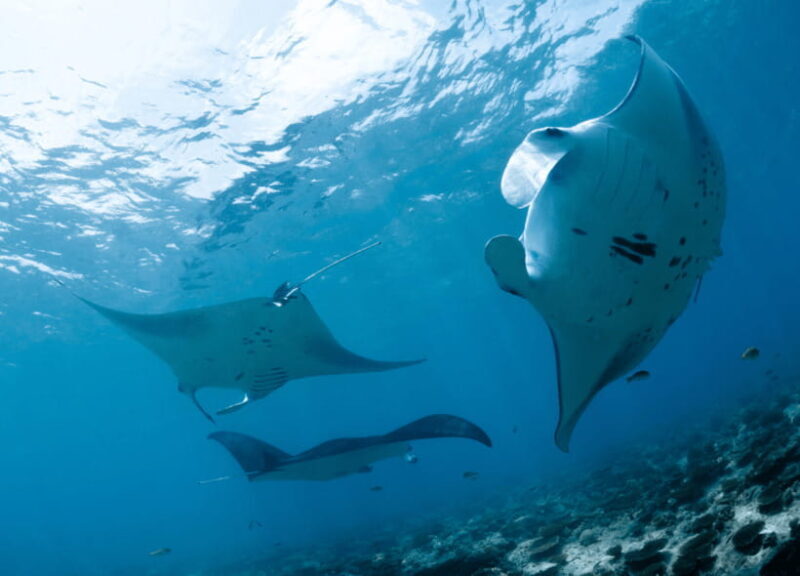 Nusa Penida: Spend time snorkeling with rays and turtles - An Honest Look at the Snorkeling Experience