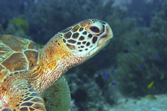 Nusa Penida Three Dives Trip for Certified Divers - Trip Capacity and Accessibility