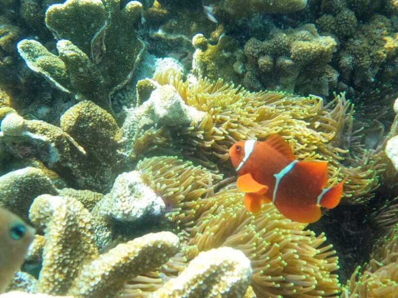 Nusapenida Snorkeling and Land Tour - Analyzing the Value