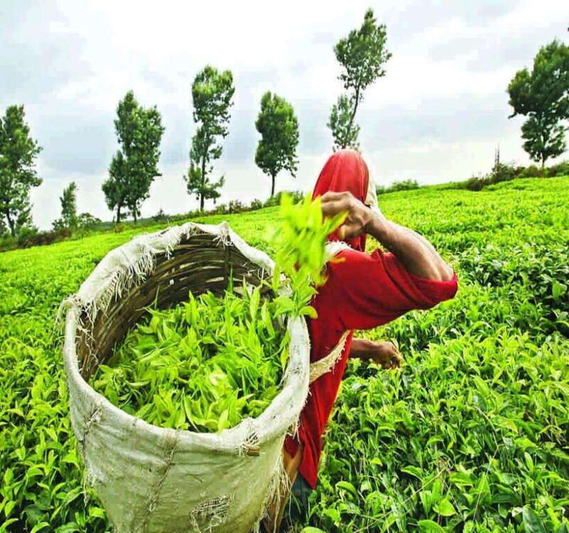 Nuwara Eliya Full day: 5Waterfalls, 2Tea Test & pick by TUK - Key Points