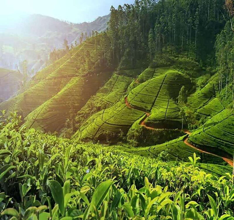 Nuwara Eliya Full day: 5Waterfalls, 2Tea Test & pick by TUK - An In-Depth Look at the Nuwara Eliya Full-Day Tour