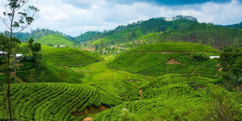 Nuwara Eliya: Guided Tour with Tea Factory Visit - What to Pack