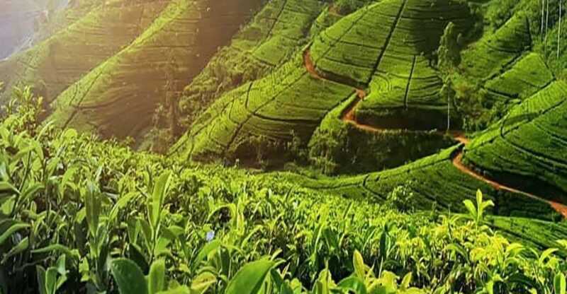 Nuwara Eliya HalfDay TUK Tour Tea Factory, Pickle Waterfalls - Good To Know