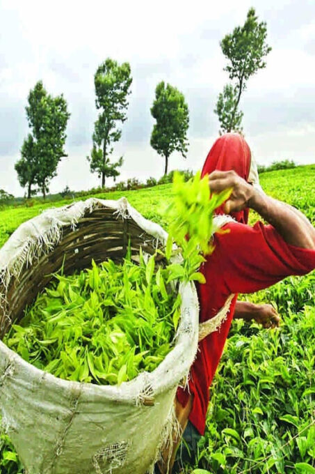 Nuwara Eliya HalfDay TUK Tour Tea Factory, Pickle Waterfalls - Frequently Asked Questions