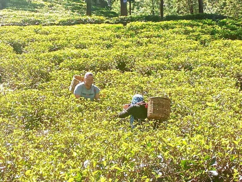 Nuwara Eliya: Tea Factory and Pickle Waterfalls Tuk Tuk Tour - Practical Details and Experience