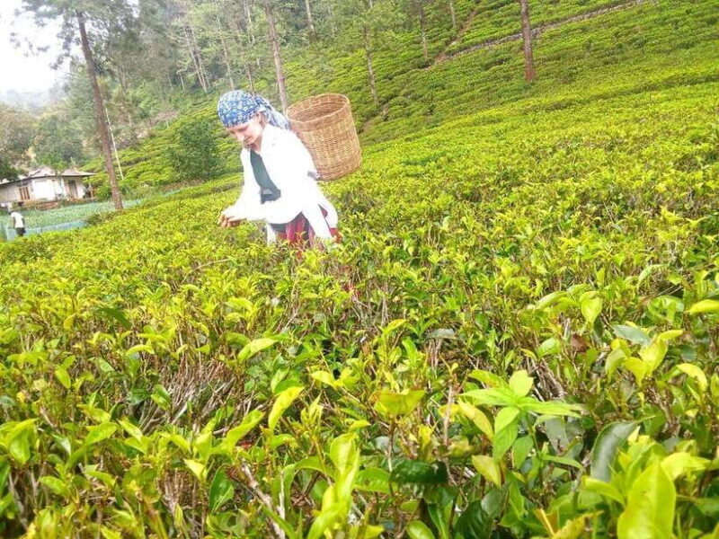Nuwara Eliya: Tea Factory and Pickle Waterfalls Tuk Tuk Tour - The Sum Up
