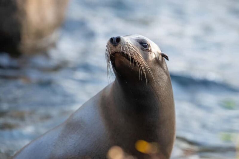 NYC: Bronx Zoo Entry Ticket - What to Expect When Visiting the Bronx Zoo