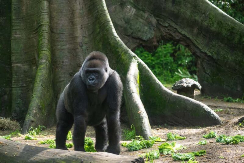 NYC: Bronx Zoo Entry Ticket - Who Will Love the Bronx Zoo?