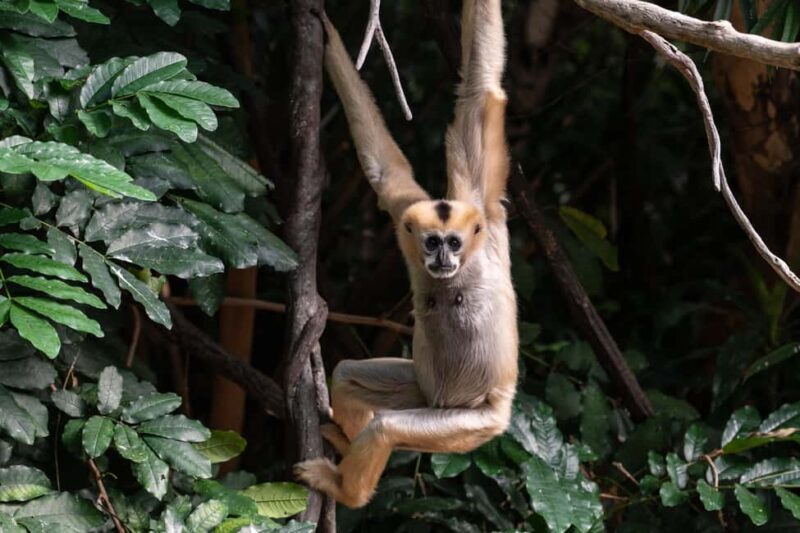 NYC: Bronx Zoo Entry Ticket - FAQs