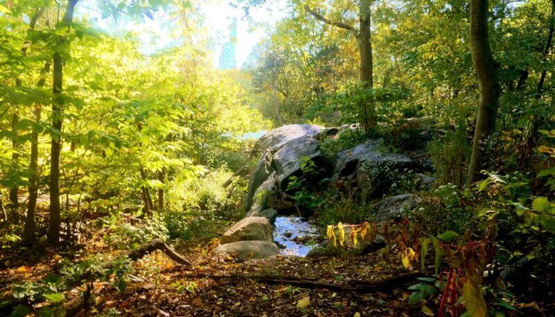 NYC: Central Park Guided Walking Tour English-Spanish - Who Should Consider This Tour?