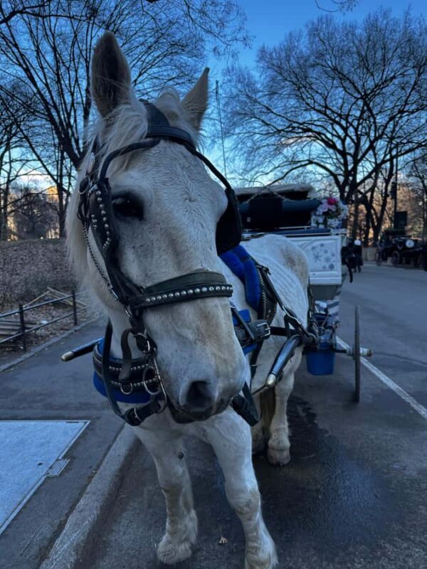 NYC Central Park Horse Drawn Carriage Ride - An In-Depth Look at the Central Park Horse-Drawn Carriage Ride
