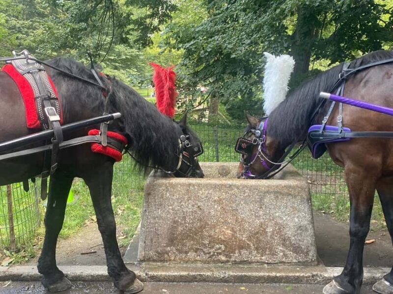 NYC Central Park Horse Drawn Carriage Ride - The Sum Up: Is the Central Park Horse-Drawn Carriage Ride Worth It?