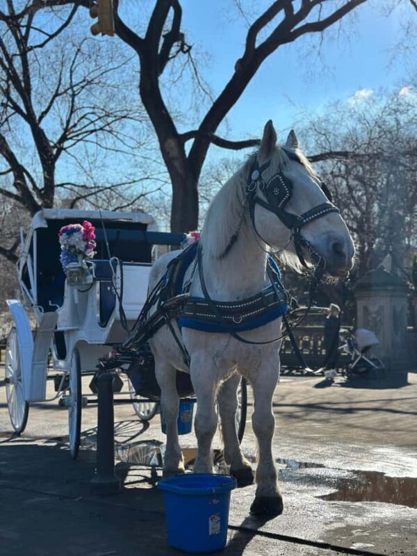 NYC Central Park Horse Drawn Carriage Ride - FAQ