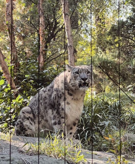 NYC: Central Park Zoo & Central Park Guided Walking Tour - Key Points