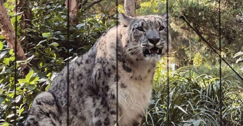 NYC: Central Park Zoo & Central Park Guided Walking Tour - A Closer Look at the Tour Experience