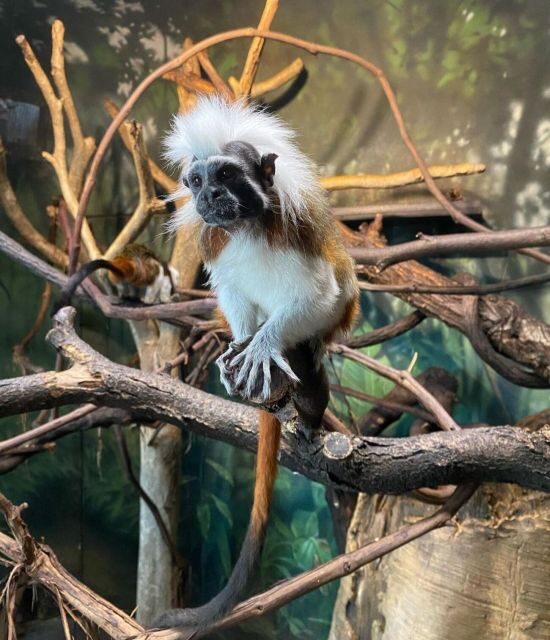 NYC: Central Park Zoo & Central Park Guided Walking Tour - Final Thoughts