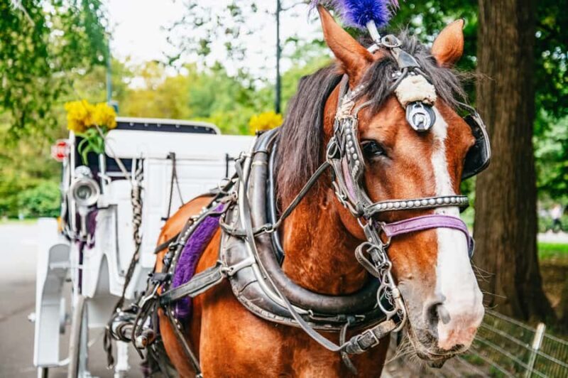 NYC: Guided Central Park Horse Carriage Ride - Pricing and Value: Is It Worth It?