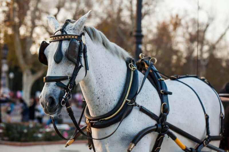 NYC Private Central Park Horse Carriage Ride with Guide - Viewing the Value