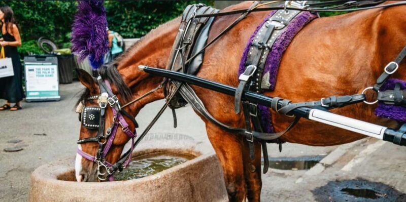 NYC: Private Christmas Lights Horse Carriage Ride - Why This Ride Works for Travelers