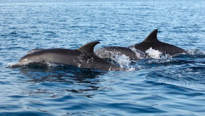 NYC: Whale Watching Cruise from Manhattan - Authentic Experiences and Real Feedback