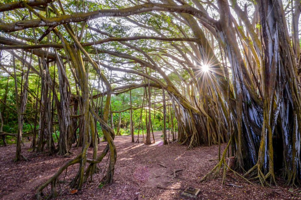 Oahu: 10-Hour Sunrise & Scenic View Points Photo Tour - Itinerary Highlights