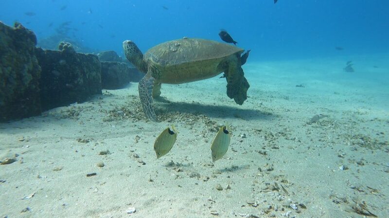 Oahu: Beginner SCUBA Dive at Electric Beach - In The Sum Up