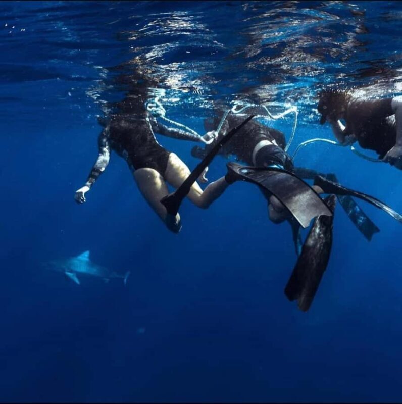 Oahu: Cageless Shark Dive Adventure - Final Thoughts: Is It Worth It?