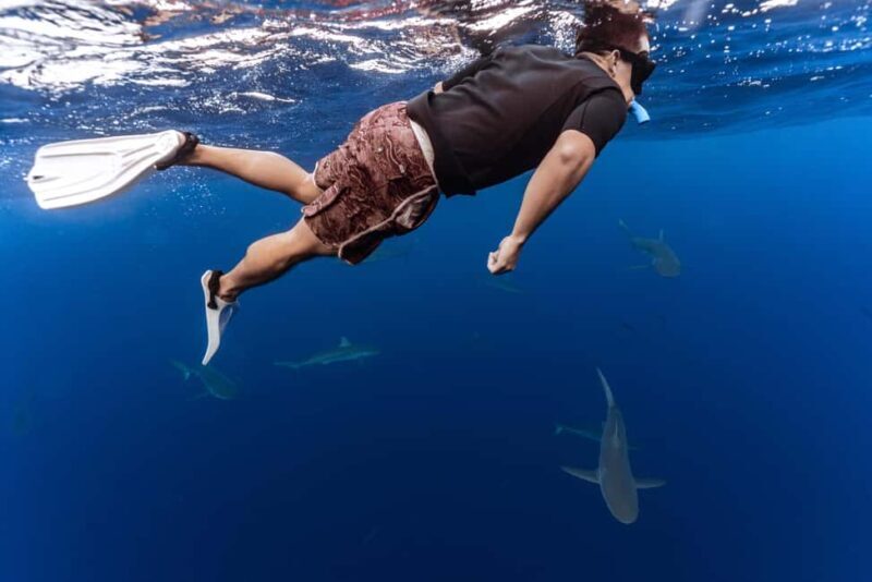 Oahu: Cageless Shark Dive Adventure - What This Tour Offers